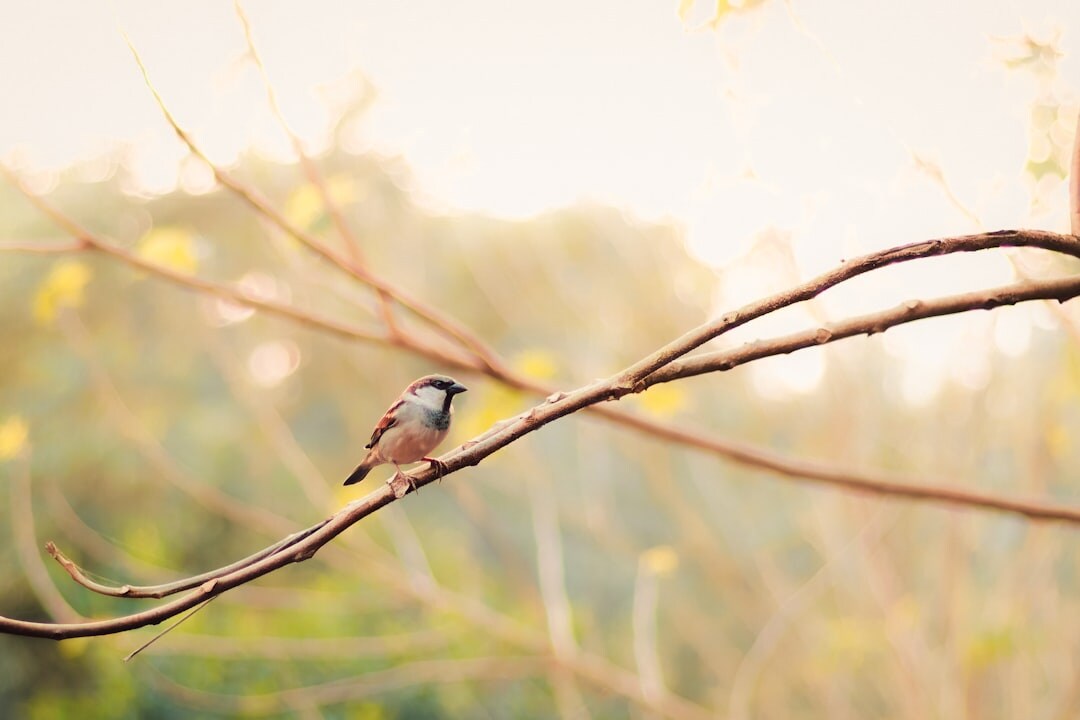 bird watching in nature